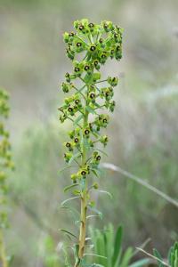 Euphorbia characias subsp. characias