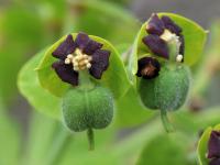 Euphorbia characias subsp. characias