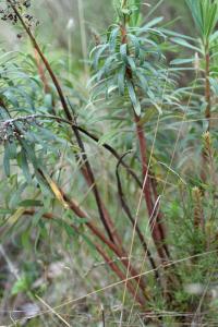 Euphorbia characias subsp. characias