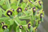 Euphorbia characias subsp. characias