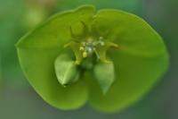 Euphorbia amygdaloides subsp amygdaloides