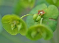 Euphorbia amygdaloides subsp amygdaloides