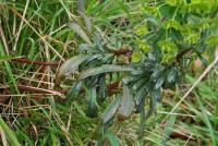 Euphorbia amygdaloides subsp amygdaloides