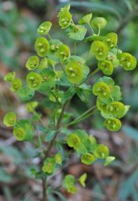 Euphorbia amygdaloides subsp amygdaloides