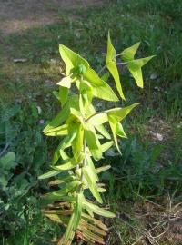 Euphorbia lathyris