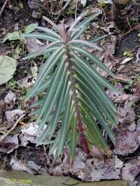 Euphorbia lathyris