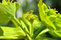 Euphorbia serrata Euphorbia serrata