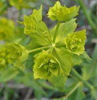 Euphorbia serrata