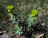 Euphorbia nicaeensis subsp nicaeensis