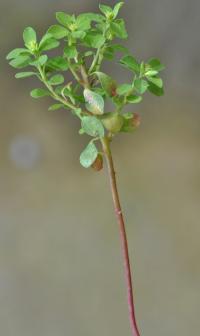 Euphorbia peplus