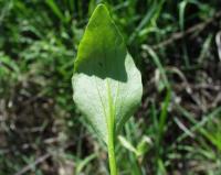 Ranunculus ophioglossifolius