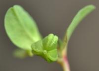 Euphorbia peplus