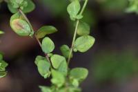 Euphorbia peplus