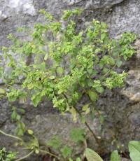 Euphorbia peplus