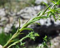 Euphorbia falcata