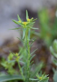 Euphorbia exigua subsp. exigua