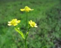 Ranunculus ophioglossifolius