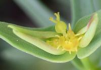 Euphorbia exigua subsp. exigua