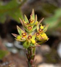 Euphorbia sulcata