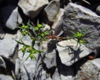 Euphorbia sulcata