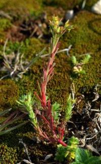 Euphorbia sulcata