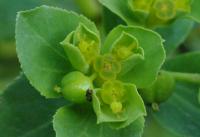 Euphorbia helioscopa