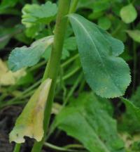 Euphorbia helioscopa