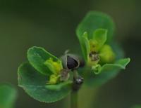 Euphorbia helioscopa