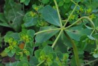 Euphorbia helioscopa