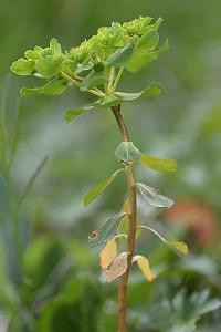 Euphorbia helioscopa