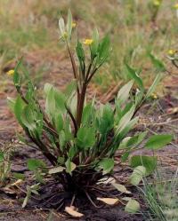 Ranunculus ophioglossifolius