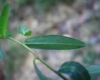 Euphorbia hyberna subsp. hyberna