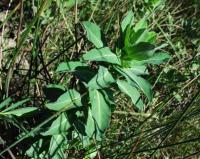 Euphorbia hirsuta