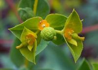 Euphorbia patyphyllos