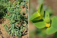 Euphorbia patyphyllos