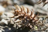 Ranunculus falcatus