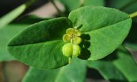 Euphorbia angulata 