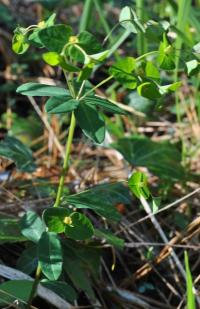 Euphorbia angulata 