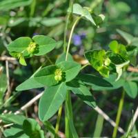 Euphorbia angulata 