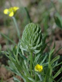 Ranunculus falcatus