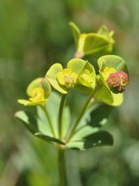 Euphorbia polygalifolia subsp polygalifolia