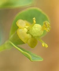 Euphorbia polygalifolia subsp polygalifolia