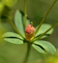 Euphorbia polygalifolia subsp polygalifolia