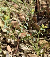 Euphorbia polygalifolia subsp polygalifolia