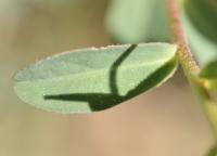 Euphorbia polygalifolia subsp polygalifolia