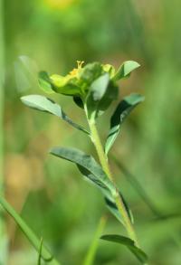 Euphorbia flavicoma subsp. occidentalis