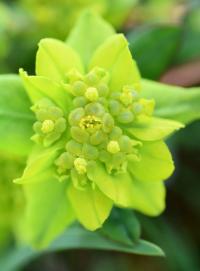 Euphorbia flavicoma subsp. occidentalis