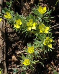 Ranunculus falcatus