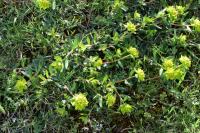 Euphorbia flavicoma subsp. occidentalis