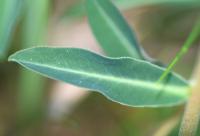 Euphorbia flavicoma subsp. occidentalis